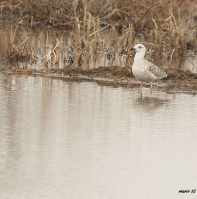 goeland argente