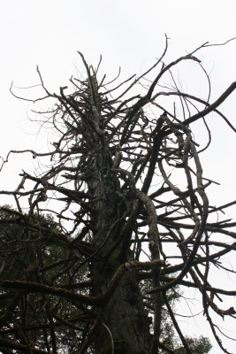 January 2008 059.jpg