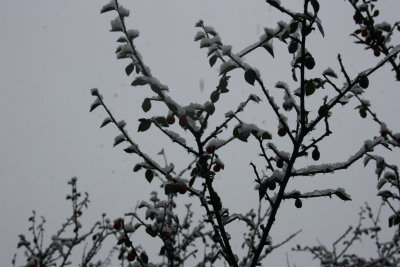January 2008 013.jpg