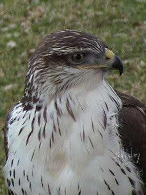 Ferruginous Hawk  011