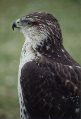 Ferruginous Hawk 