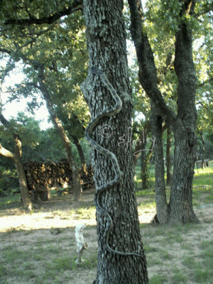 maybe a Western Plains Rat Snake Climbing Tree    035