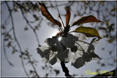 printemps 2011 au pays des Renards 2.jpg