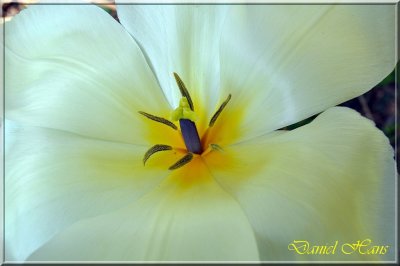 printemps 2011 au pays des Renards 3.jpg