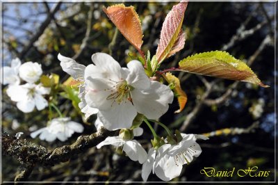 printemps 2011 au pays des Renards 5.jpg