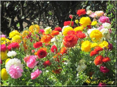 printemps 2011 au pays des Renards 26.jpg
