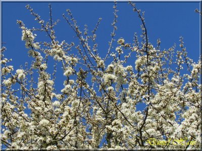 printemps 2011 au pays des Renards 27.jpg