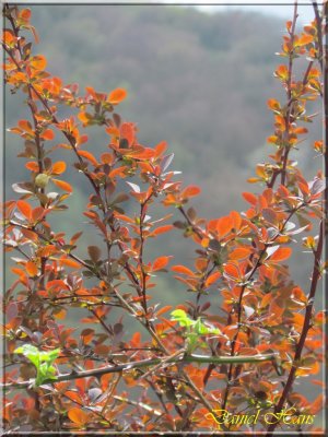printemps 2011 au pays des Renards 29.jpg