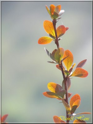 printemps 2011 au pays des Renards 30.jpg