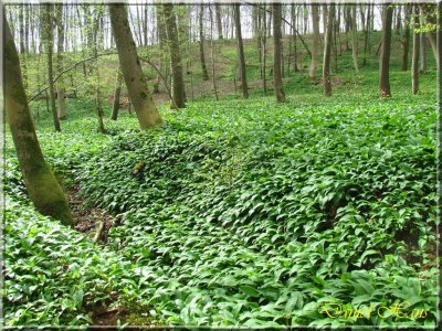 printemps 2011 au pays des Renards 31.jpg