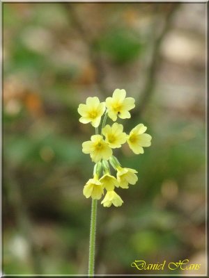 printemps 2011 au pays des Renards 32.jpg