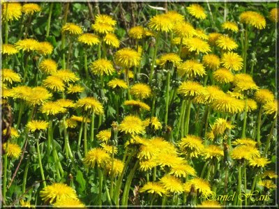 printemps 2011 au pays des Renards 35.jpg