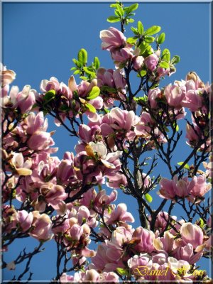 printemps 2011 au pays des Renards 37.jpg