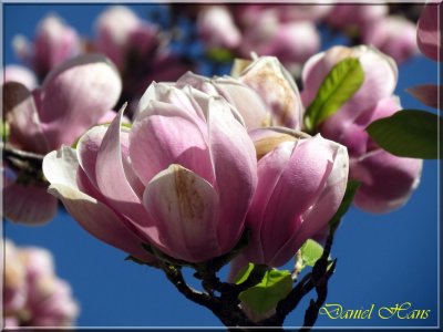 printemps 2011 au pays des Renards 38.jpg
