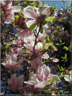 printemps 2011 au pays des Renards 39.jpg