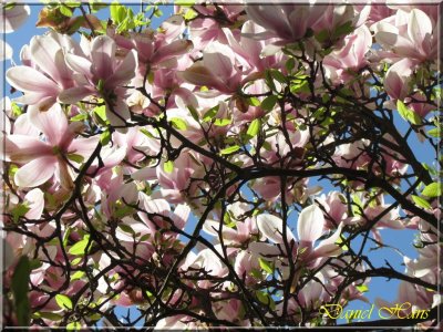 printemps 2011 au pays des Renards 41.jpg