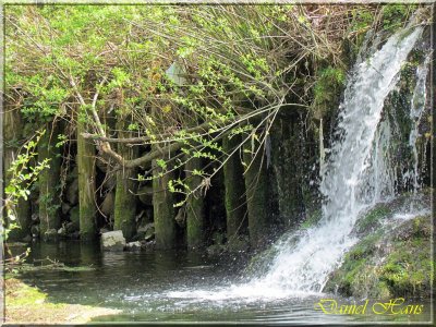 printemps 2011 au pays des Renards 46.jpg