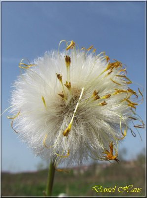 printemps 2011 au pays des Renards 47.jpg
