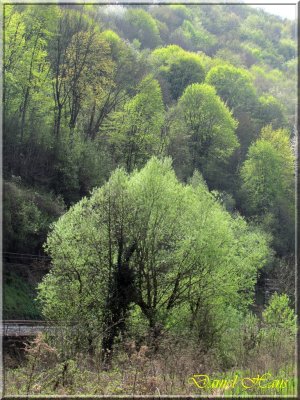 printemps 2011 au pays des Renards 48.jpg