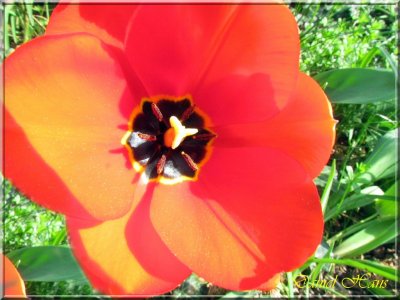 printemps 2011 au pays des Renards 51.jpg