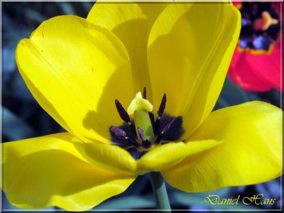 printemps 2011 au pays des Renards 53.jpg