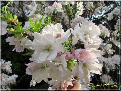 printemps 2011 au pays des Renards 54.jpg