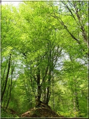 printemps 2011 au pays des Renards 56.jpg