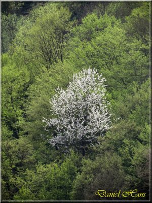 printemps 2011 au pays des Renards 57.jpg