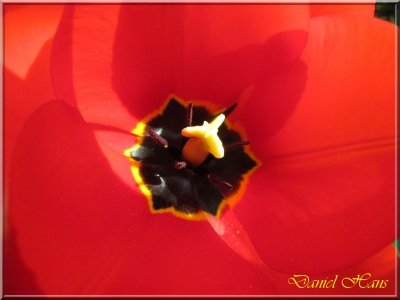 printemps 2011 au pays des Renards 58.jpg