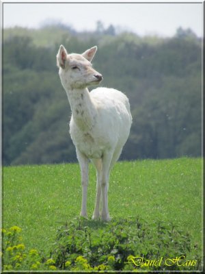 printemps 2011 au pays des Renards 59.jpg