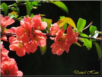 printemps 2011 au pays des Renards 62.jpg