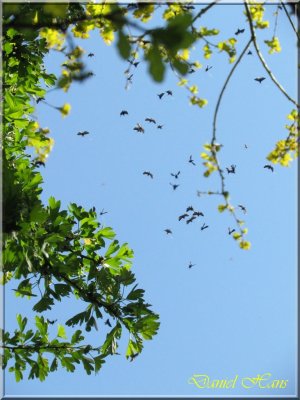 printemps 2011 au pays des Renards 63.jpg