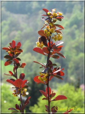 printemps 2011 au pays des Renards 65.jpg