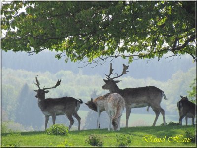 printemps 2011 au pays des Renards 68.jpg