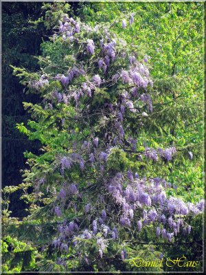printemps 2011 au pays des Renards 71.jpg