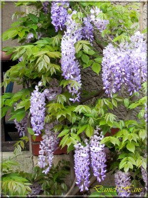printemps 2011 au pays des Renards 73.jpg