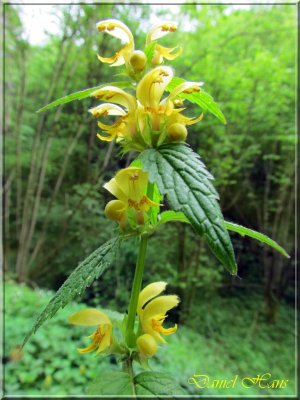 printemps 2011 au pays des Renards 74.jpg
