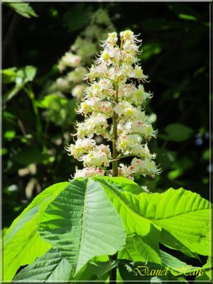 printemps 2011 au pays des Renards 85.jpg