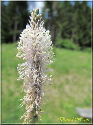 printemps 2011 au pays des Renards 83.jpg