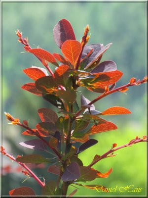 printemps 2011 au pays des Renards 84.jpg