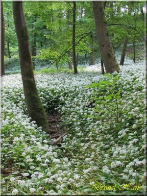 printemps 2011 au pays des Renards 86.jpg