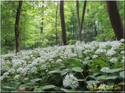 printemps 2011 au pays des Renards 88.jpg