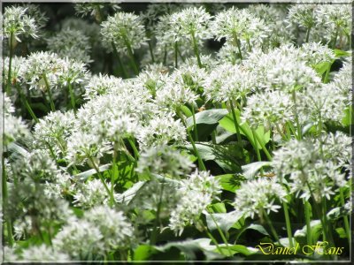 printemps 2011 au pays des Renards 89.jpg