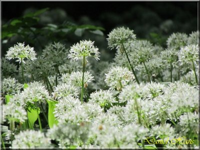 printemps 2011 au pays des Renards 90.jpg