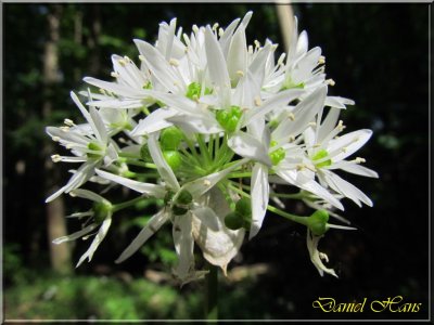 printemps 2011 au pays des Renards 91.jpg
