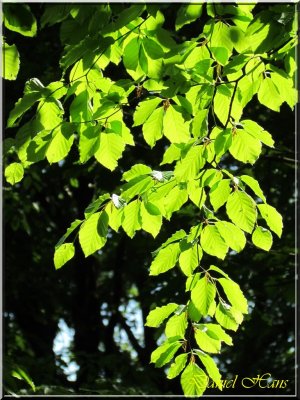 printemps 2011 au pays des Renards 92.jpg
