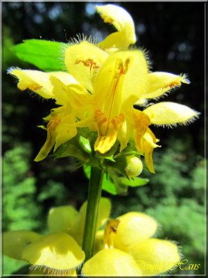 printemps 2011 au pays des Renards 96.jpg