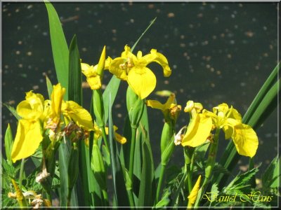 printemps 2011 au pays des Renards 102.jpg