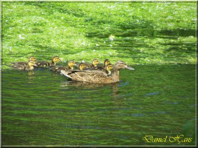 printemps 2011 au pays des Renards 104.jpg