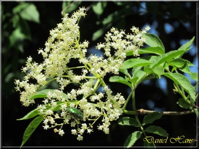 printemps 2011 au pays des Renards 106.jpg